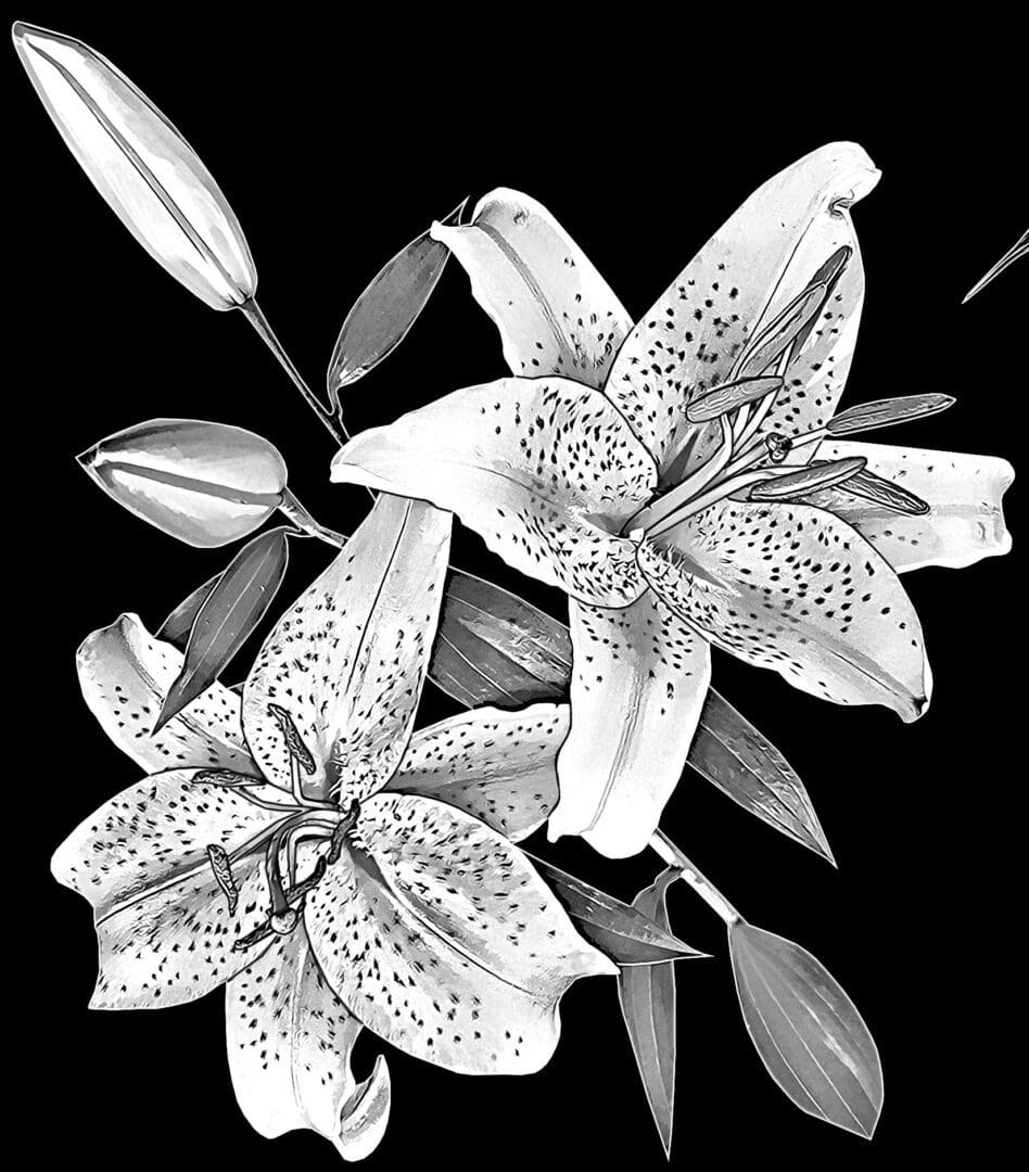 Black and white illustration of blooming lilies.